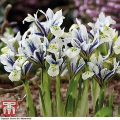 Spring Bulb Variety Bundle -Vedicayur Store Iris Eyecatcher watermarkba2