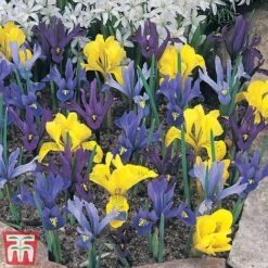 Iris Dwarf Collection