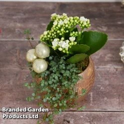 Kalanchoe Christmas Bauble - Gift -Vedicayur Store KALA CHRISBAUB T44339