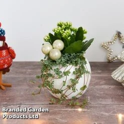 Kalanchoe Christmas Bauble - Gift -Vedicayur Store KALA CHRISBAUB T44342