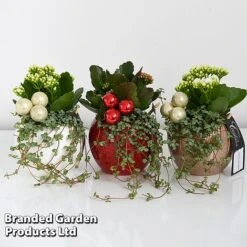 Kalanchoe Christmas Bauble - Gift -Vedicayur Store KALA CHRISBAUB T44344