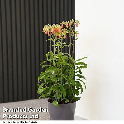 Kalanchoe Blossfeldiana 'Lucky Bells' 1 Kalanchoe Blossfeldiana 'Lucky Bells'