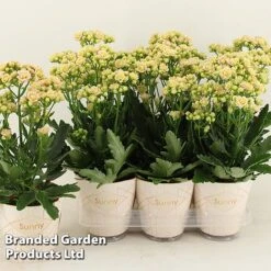 Kalanchoe 'Sunny Light Pink' -Vedicayur Store KALA SUNLP14CM S48786