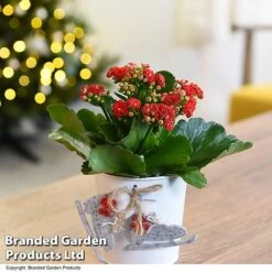Christmas Kalanchoe - Gift -Vedicayur Store KALA ZINCSKATE T46919