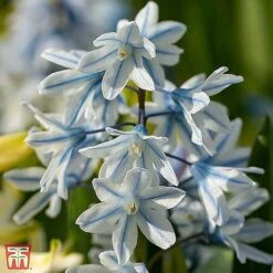 Spring Bulb Variety Bundle -Vedicayur Store KB2229 PUSC 11