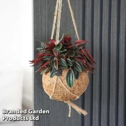 Kokodama Green Hanging Mix -Vedicayur Store KOKO GREENMIX T42884