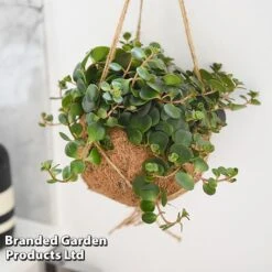 Kokodama Green Hanging Mix -Vedicayur Store KOKO GREENMIX T42886