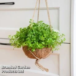 Kokodama Green Hanging Mix -Vedicayur Store KOKO GREENMIX T42892