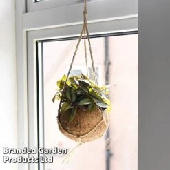 Kokodama Green Hanging Mix -Vedicayur Store KOKO GREENMIX T42894