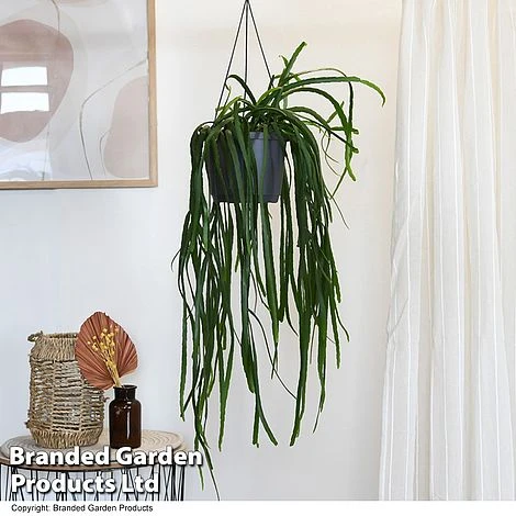 Lepismium Bolivianum 1 Lepismium Bolivianum