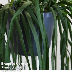 Lepismium Bolivianum 5 Lepismium Bolivianum -Vedicayur Store LEPI BOLIVIANU T47997