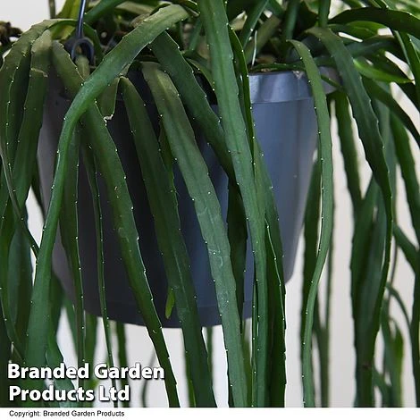 Lepismium Bolivianum 3 Lepismium Bolivianum - Image 3