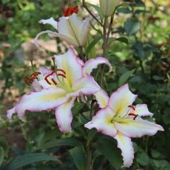 Lily 'Primrose Hill' -Vedicayur Store LILY KA9280 NOW3