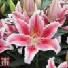 Lily 'Tasman'
