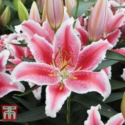Lily 'Giant Flowered Collection' -Vedicayur Store LILY KA9284 C