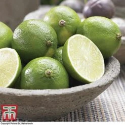 Tahiti Lime -Vedicayur Store LIME DWW3573 A