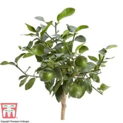 Tahiti Lime -Vedicayur Store LIME DWW3573 AB