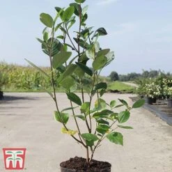 Lonicera Nitida 'Lemon Beauty' -Vedicayur Store LONI TKA3230 A