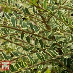 Vedicayur Store -Vedicayur Store LONI TKA3230 C