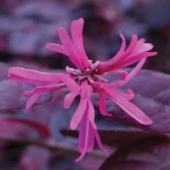 Loropetalum Chinense Var. Rubrum 'Fire Dance' -Vedicayur Store LORO T55657 A h