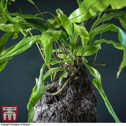 Lova Plant On Lava Rock - Gift -Vedicayur Store LOVA WKB4651 B1