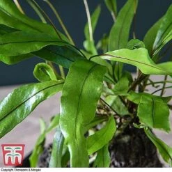 Lova Plant On Lava Rock - Gift -Vedicayur Store LOVA WKB4651 C1