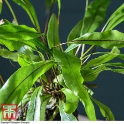 Lova Plant On Lava Rock - Gift -Vedicayur Store LOVA WKB4651 D1