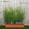 Privet Green Instant Trough Hedge 1m (pre-grown)