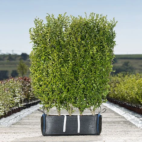 Privet Ready Bag Instant Hedge 1m (pre-grown) 1 Privet Ready Bag Instant Hedge 1m (pre-grown)