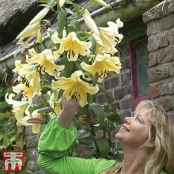 Towering Tree Lily Collection -Vedicayur Store Lily22