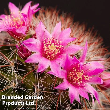 Mammillaria Zeilmanniana 1 Mammillaria Zeilmanniana