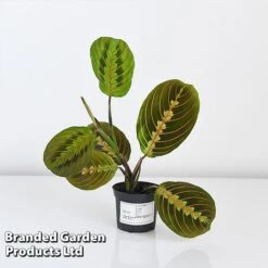 Maranta Leuconeura 'Fascinator' -Vedicayur Store MARA FASCIN8CM T438201