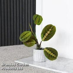 Maranta Leuconeura 'Fascinator' -Vedicayur Store MARA FASCINATO T438211