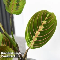 Maranta Leuconeura 'Fascinator' -Vedicayur Store MARA FASCINATO T438231