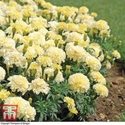 Marigold 'French Vanilla' F1 Hybrid -Vedicayur Store MARI P4020 D