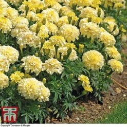 Marigold 'French Vanilla' F1 Hybrid -Vedicayur Store MARI P4020 E