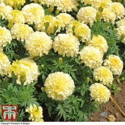Marigold 'French Vanilla' F1 Hybrid -Vedicayur Store MARI P4020 F