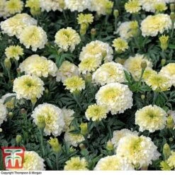 Marigold 'French Vanilla' F1 Hybrid -Vedicayur Store MARI P4020 G