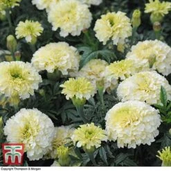 Marigold 'French Vanilla' F1 Hybrid -Vedicayur Store MARI P4020 H