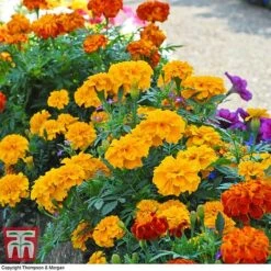Marigold F1 'Zenith Mixed' 6 Marigold F1 'Zenith Mixed' -Vedicayur Store MARI P92376 A