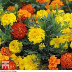 Marigold F1 'Zenith Mixed' 7 Marigold F1 'Zenith Mixed' -Vedicayur Store MARI P92376 B1