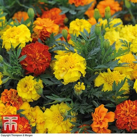 Marigold F1 'Zenith Mixed' 3 Marigold F1 'Zenith Mixed' - Image 3