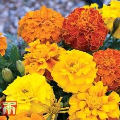 Marigold F1 'Zenith Mixed' 8 Marigold F1 'Zenith Mixed' -Vedicayur Store MARI P92376 C1
