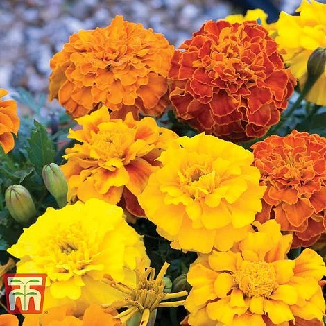 Marigold F1 'Zenith Mixed' 4 Marigold F1 'Zenith Mixed' - Image 4