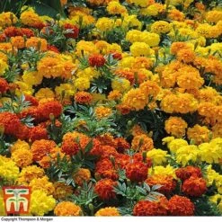 Marigold F1 'Zenith Mixed' 9 Marigold F1 'Zenith Mixed' -Vedicayur Store MARI P92376 D1