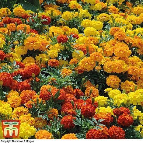 Marigold F1 'Zenith Mixed' 5 Marigold F1 'Zenith Mixed' - Image 5