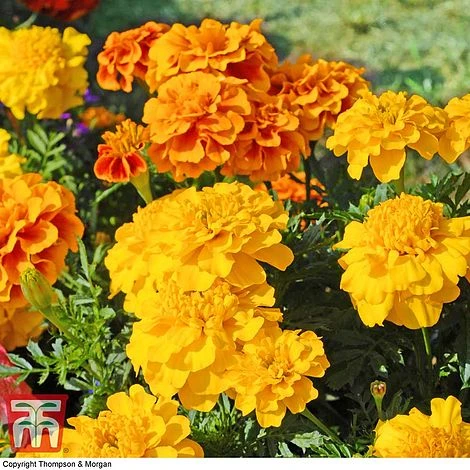 Marigold F1 'Zenith Mixed' 1 Marigold F1 'Zenith Mixed'