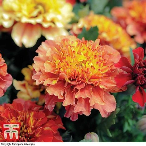 Marigold 'Strawberry Blonde' 2 Marigold 'Strawberry Blonde' - Image 2