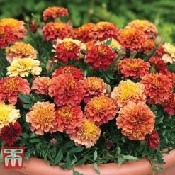 Marigold 'Strawberry Blonde' 8 Marigold 'Strawberry Blonde' -Vedicayur Store MARI T67436 B