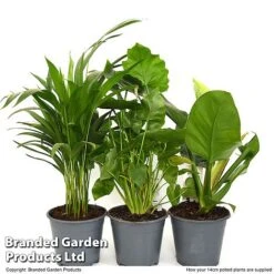 Calm Space Green Houseplant Mix In Decorative Wicker Basket 8 Calm Space Green Houseplant Mix In Decorative Wicker Basket -Vedicayur Store MIXD CALMS14CM T49694